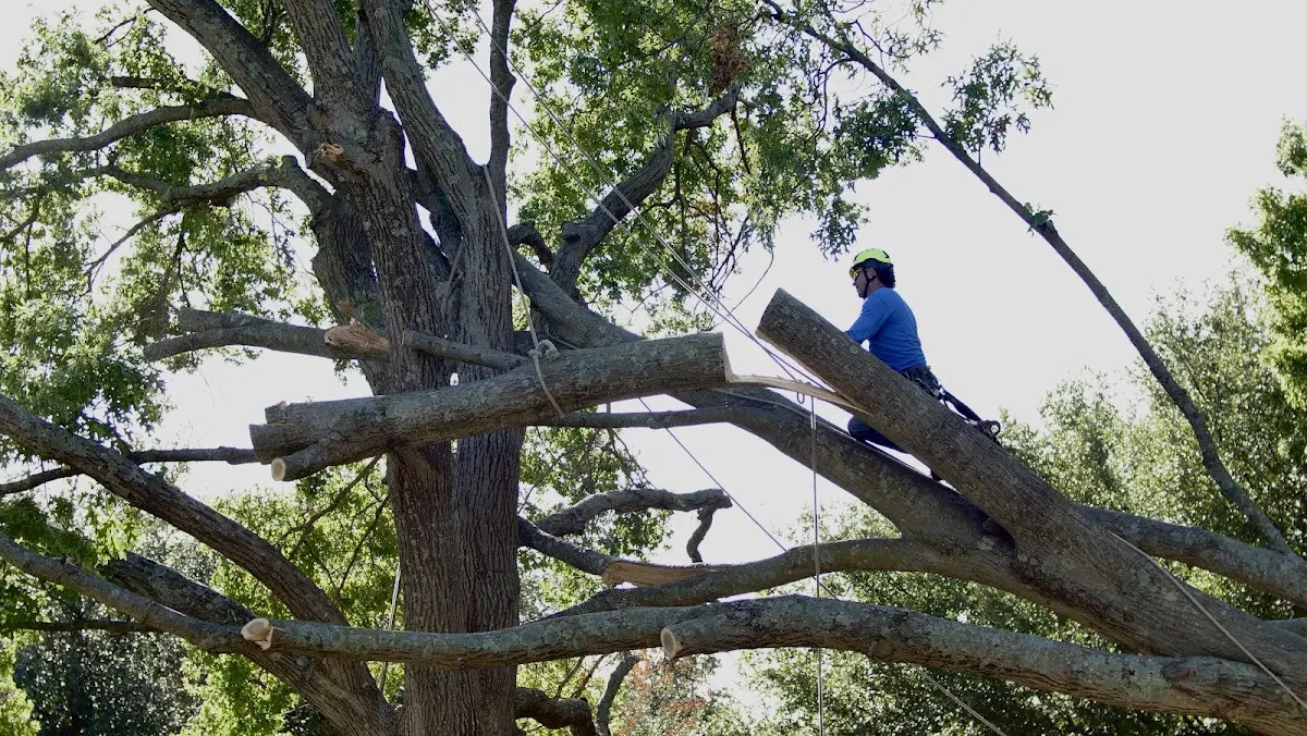 Professional Hazardous Tree Removal performed by certified arborists in Spencerville