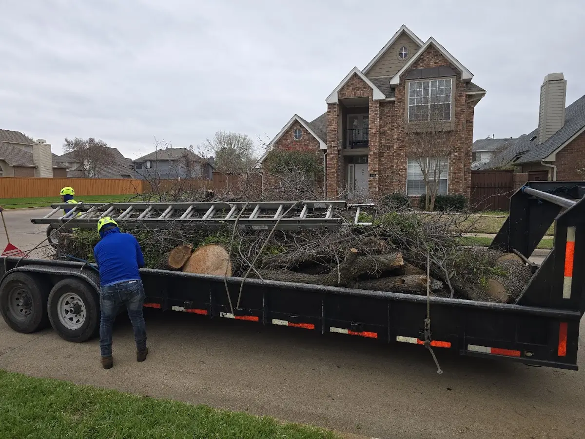 Expert Tree Removal with proper safety equipment in Spencerville